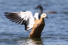 Badende Rostgans (Tadorna ferruginea)