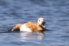 Badende Rostgans (Tadorna ferruginea)