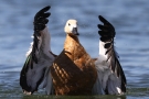 Badende Rostgans (Tadorna ferruginea)