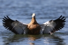 Badende Rostgans (Tadorna ferruginea)