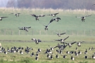 Weißwangengänse (Branta leucopsis) im Anflug