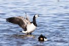 Weißwangengänse (Nonnengänse) (Branta leucopsis)