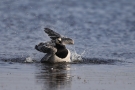 Badende Weißwangengans (Branta leucopsis) im Katinger Watt