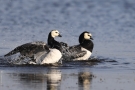 Badende Weißwangengänse (Branta leucopsis) im Katinger Watt