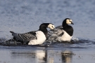 Badende Weißwangengänse (Branta leucopsis) im Katinger Watt