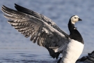 Weißwangengans (Branta leucopsis) im Katinger Watt