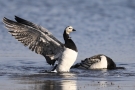 Badende Weißwangengänse (Branta leucopsis) im Katinger Watt