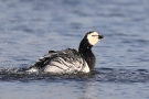 Badende Weißwangengans (Branta leucopsis) im Katinger Watt