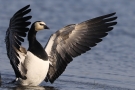 Weißwangengans (Branta leucopsis) im Katinger Watt