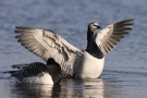 Weißwangengänse (Branta leucopsis) im Katinger Watt