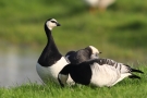 Weißwangengänse (Branta leucopsis) im Katinger Watt