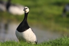 Weißwangengans (Branta leucopsis) im Katinger Watt