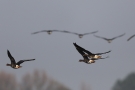 Fliegende Blässgänse (Anser albifrons) im Katinger Watt