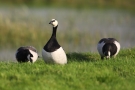 Weißwangengänse (Branta leucopsis) im Katinger Watt