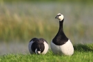 Weißwangengänse (Branta leucopsis) im Katinger Watt