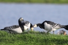 Streitende Weißwangengänse (Branta leucopsis) im Katinger Watt