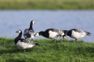 Streitende Weißwangengänse (Branta leucopsis) im Katinger Watt