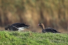 Blässgänse (Anser albifrons) im Katinger Watt