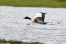 Brandgans (Tadorna tadorna) bei Meldorf