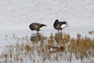 Dunkelbäuchige Ringelgänse (Branta bernicla bernicla)