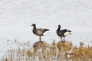 Dunkelbäuchige Ringelgänse (Branta bernicla bernicla)