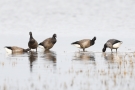 Dunkelbäuchige Ringelgänse (Branta bernicla bernicla)