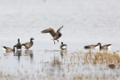 Dunkelbäuchige Ringelgänse (Branta bernicla bernicla)