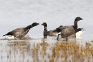 Dunkelbäuchige Ringelgänse (Branta bernicla bernicla)