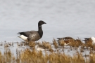 Dunkelbäuchige Ringelgans (Branta bernicla bernicla)