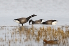 Dunkelbäuchige Ringelgänse (Branta bernicla bernicla)