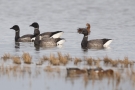 Dunkelbäuchige Ringelgänse (Branta bernicla bernicla)