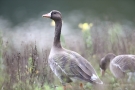 Blässgänse (Anser albifrons) in der Ufervegetation