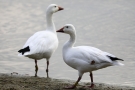 Schneegänse (Anser caerulescens) am Teichufer