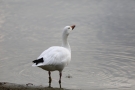 Trinkende Schneegans (Anser caerulescens)