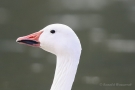 Schneegans (Anser caerulescens) mit schwarzem Lippenstift?