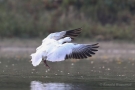 Fliegende Schneegans (Anser caerulescens)