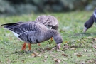 Die Blässgänse (Anser albifrons) halten den Rasen kurz