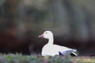 Ruhende Schneegans (Anser caerulescens)