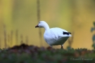 Schneegans (Anser caerulescens)