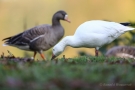 Schneegans (Anser caerulescens) und Blässgans (Anser albifrons)