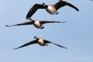 Kanadagänse (Branta canadensis) Nähe Bottsand