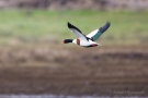 Brandgans-Männchen (Tadorna tadorna) im Flug