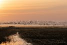 Weißwangengänse / Nonnengänse (Branta leucopsis) in Dänemark