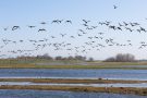 Weißwangengänse (Nonnengänse) (Branta leucopsis)