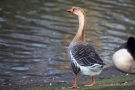 Gänse-Hybride im Hofgarten Düsseldorf