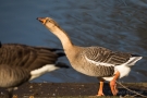 Gänse-Hybride im Hofgarten Düsseldorf