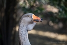 Gänse-Hybride im Hofgarten Düsseldorf