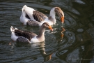 Gänse-Hybriden im Hofgarten Düsseldorf