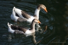 Gänse-Hybriden im Hofgarten Düsseldorf