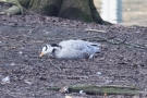 Streifengans (Anser indicus) im Hofgarten Düsseldorf